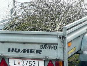 Palmbuschen