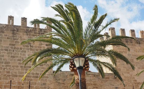 Palme