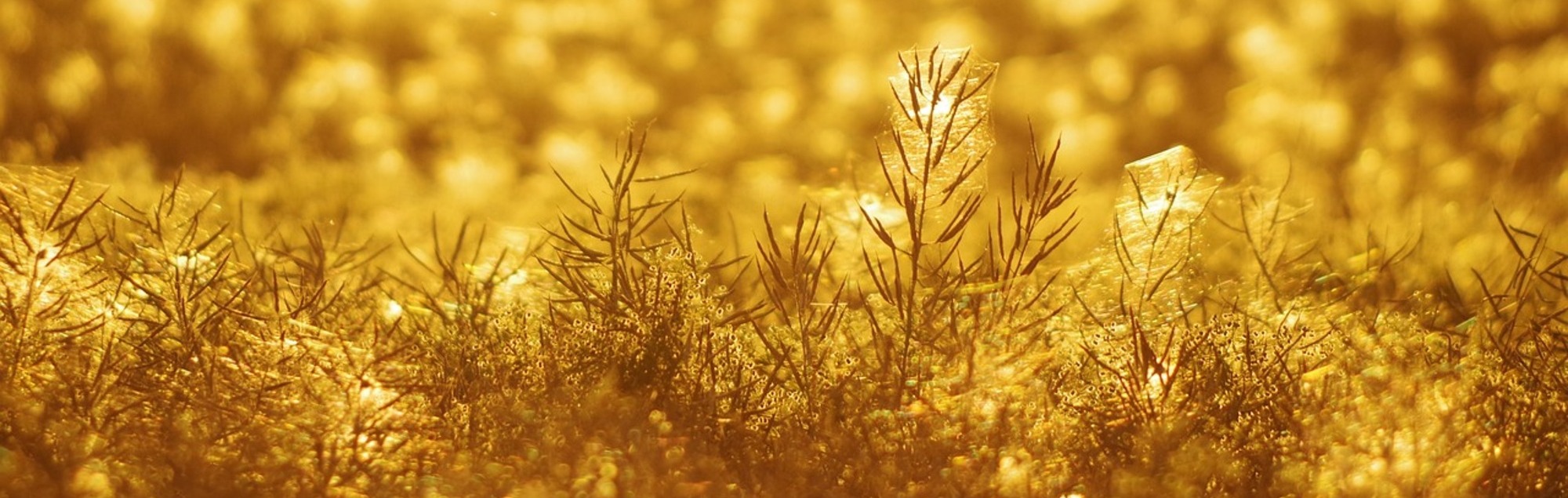 Wiese im Licht
