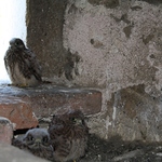 Turmfalken