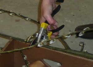 Palmbuschen