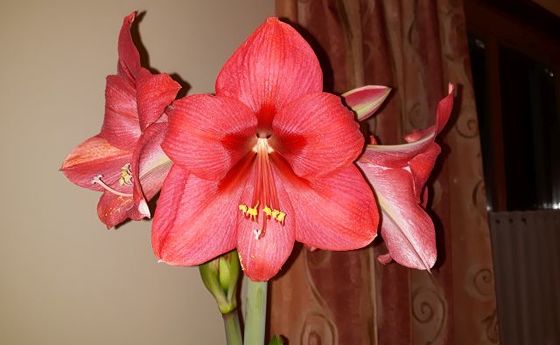 Amarilis