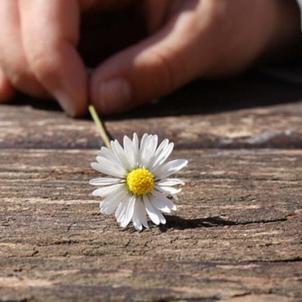 Gänseblümchen